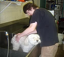 Pets-U-Love Bathing