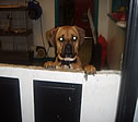 Pets-U-Love Boarding