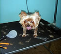 Pets-U-Love Grooming
