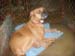 doggies 001