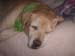 doggies 004