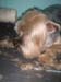 doggies 010