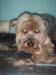 doggies 011