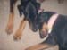 doggies 012
