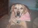 doggies 013