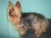 momma pets u love 034
