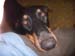 momma pets u love 047