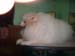 momma pets u love 124