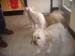 momma pets u love2 003